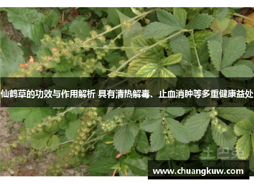 仙鹤草的功效与作用解析 具有清热解毒、止血消肿等多重健康益处